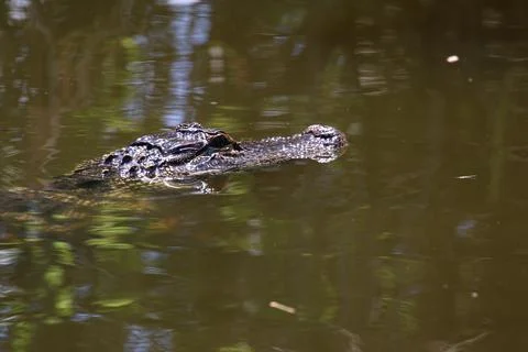 American Alligator Stock Photos