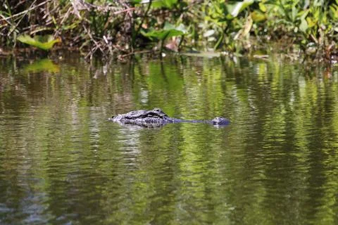 American Alligator Stock Photos