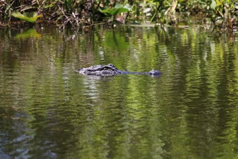 American Alligator Stock Photos
