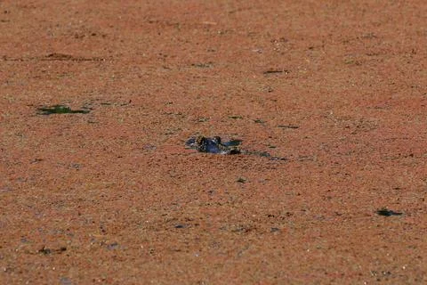 American Alligator Stock Photos