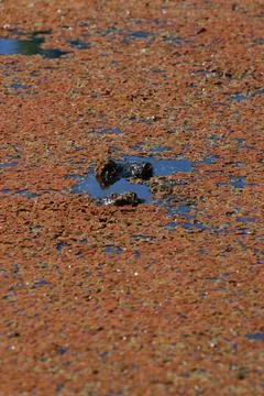 American Alligator Stock Photos
