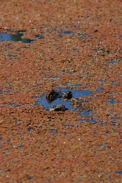 American Alligator Stock Photos