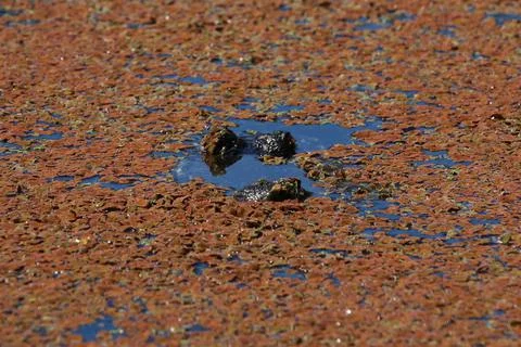 American Alligator Stock Photos