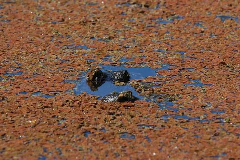 American Alligator Stock Photos
