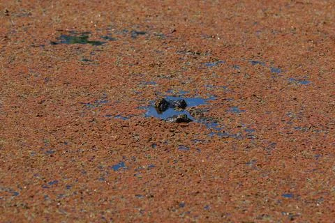American Alligator Stock Photos
