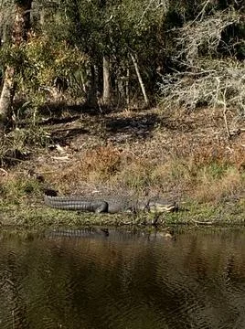 American alligator Stock Photos
