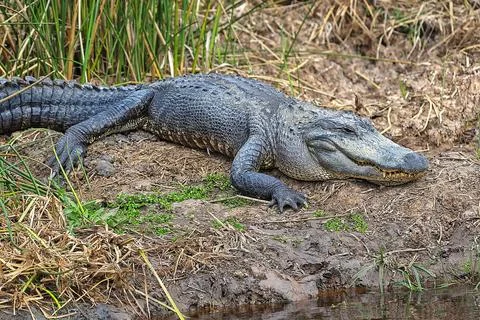 American Alligator Stock Photos