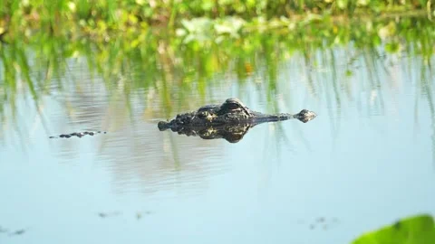 American alligator reflected and then submerging, going underwater in Florida Video stock 323250026