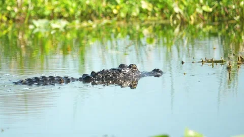 American alligator reflected in still water, swimming away into vegetation in Stock Footage 323250029