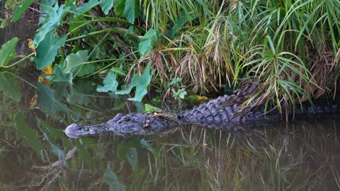 American Alligator resting in marsh Stock Footage 164929774