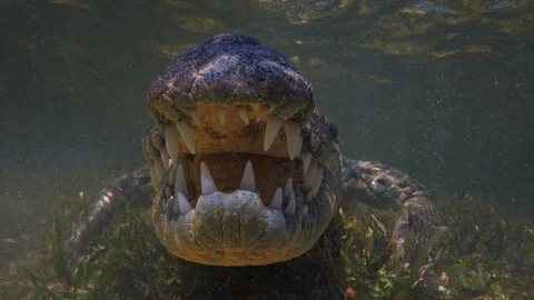 American alligator Saltwater crocodile underwater, 4k extreme Stock Footage