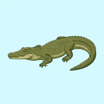American Alligator Side View Vector Illustration Stock Illustration