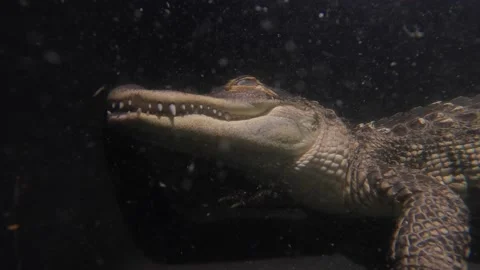 American alligator snaps at camera slmo night dive closeup Stock Footage 170836392
