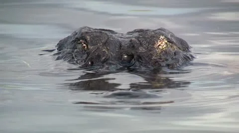 American Alligator Stare Stockbeeldmateriaal 8931704