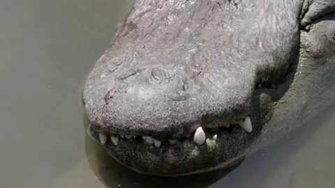 American Alligator Teeth Stock Footage 132617907