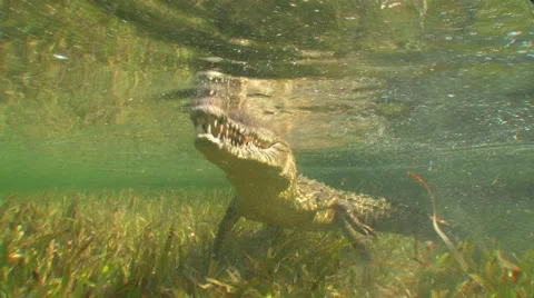 American Alligator Underwater World Stock Footage