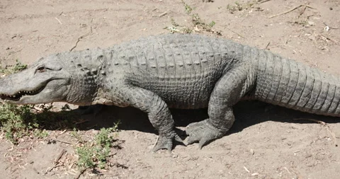 American Alligator Walking Side to Side Stock Footage 329348273