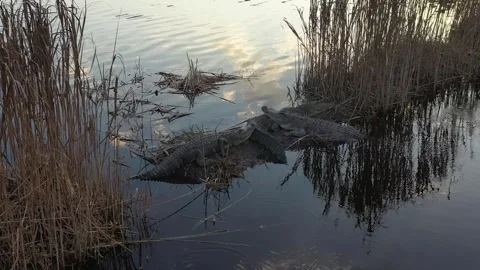 American alligators basking in the wild swamp Stock Footage 338118681