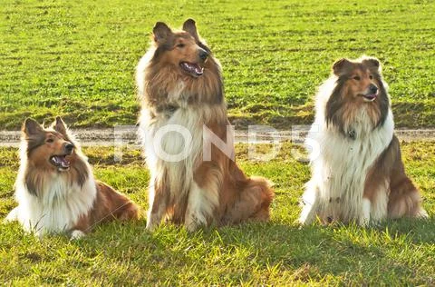American and british collie dogs Stock Photos
