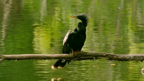 American Anhinga - Anhinga anhinga leucogaster (134) Stock Footage 93506039