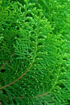 American arborvitae (cypress tree) Stock Photos