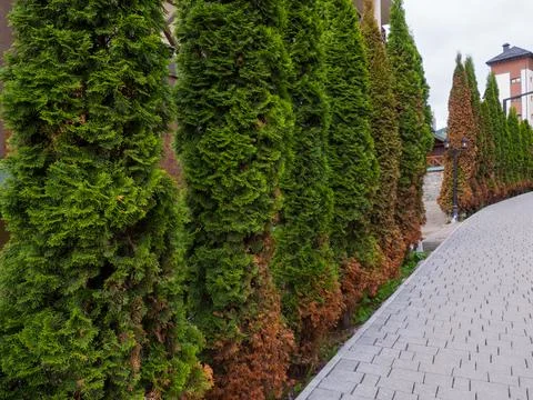 American arborvitae tree, thuja problems and disease Stock Photos