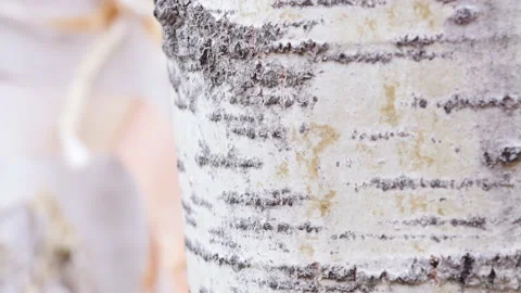 American aspen tree bark - side Stock-Footage 152834328