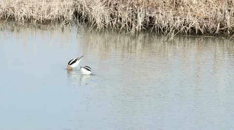 American Avocet Stock Footage 11406834