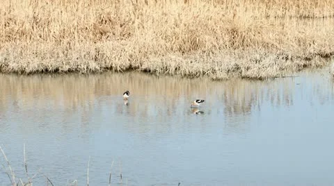 American Avocet Stock Footage 11407920