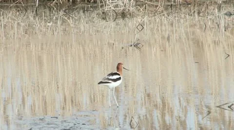 American Avocet Stock Footage 11410557
