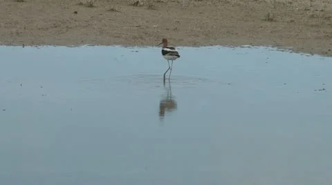 American Avocet Stock Footage 11827697