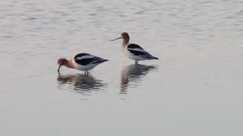 American Avocet Stock Footage 21514662