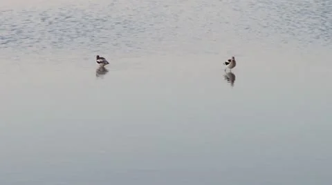 American Avocet Stock Footage 21514987