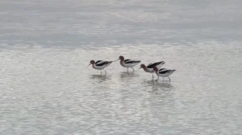 American Avocet Stock Footage 21880784