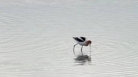 American Avocet Stock Footage 21880787