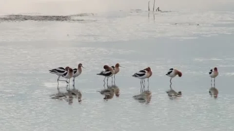 American Avocet Stock Footage 21880802