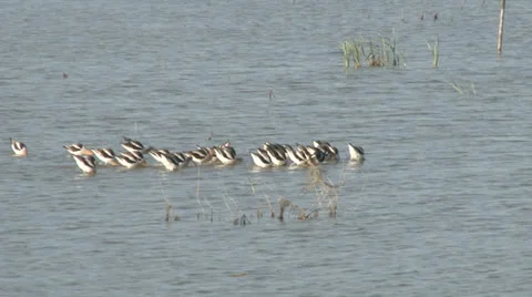 American Avocet Stock Footage 24862901