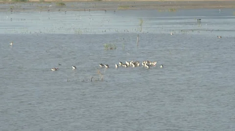 American Avocet Stock Footage 24863317