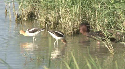 American Avocet Stock Footage 24864123