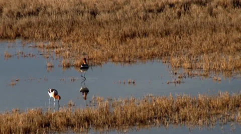 American Avocet Stock Footage 37136238