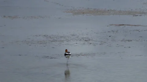 American Avocet Stock Footage 37136311