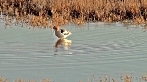 American Avocet Stock Footage 37204425
