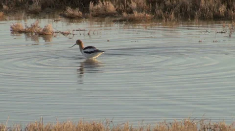 American Avocet Stock Footage 37204438