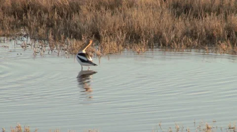 American Avocet Stock Footage 37204455