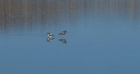 American Avocet Stock Footage 106119815