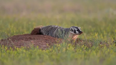 American badger digging Stock Footage 279595640