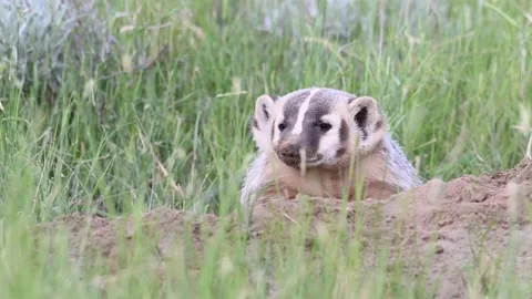 American badger Stock Footage 150230777