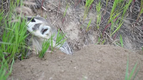 American badger Stock Footage 150230986