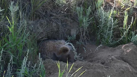 American badger Stock Footage 150231028