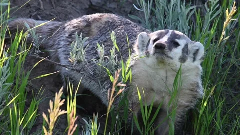 American badger 스톡 동영상 150231043